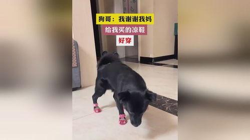 狗哥爆料新鞋视频大全下载,新鞋视频大全下载攻略 第3张 狗哥爆料新鞋视频大全下载,新鞋视频大全下载攻略 第3张